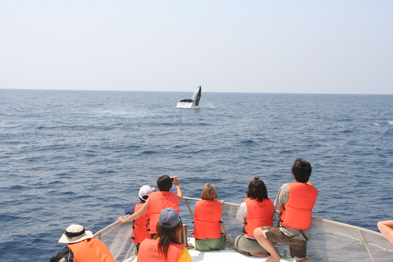 The International Court of Justice finds that Japan’s Southern Ocean whale hunt is illegal under international law.