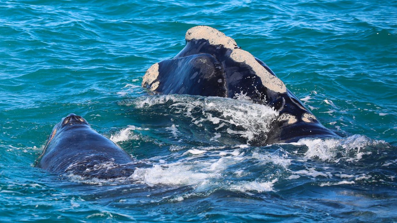 North Atlantic right whale Pilgrim and calf sighted near Sebastian Inlet, Florida on January 2, 2023.