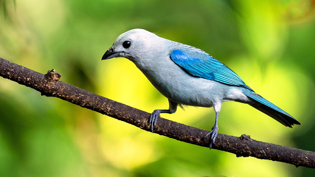 A blue-gray tanager on a tree branch.