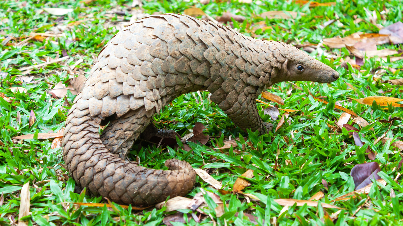 Sunda pangolin on green grass.