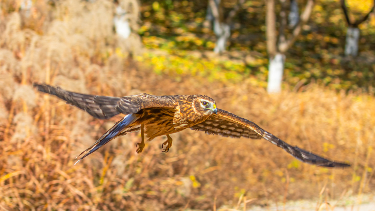 A recovered hen harrier is released back into the wild.