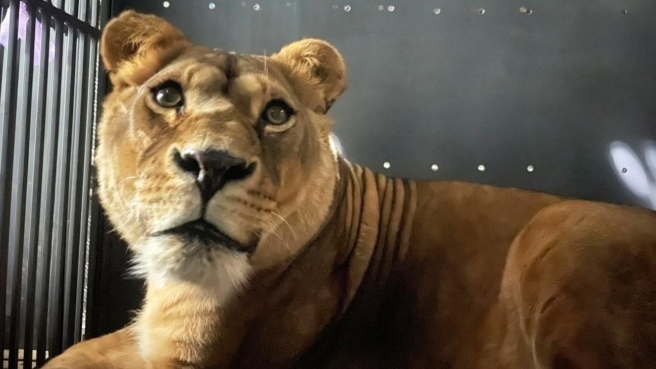 Three lions rescued from Ukraine have arrived in their new home in France after a 4-days journey through four countries.
