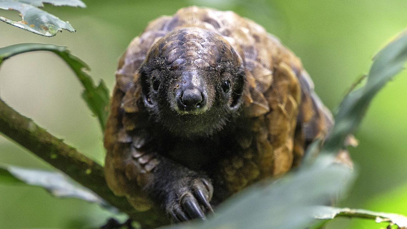 A black-bellied pangolin.