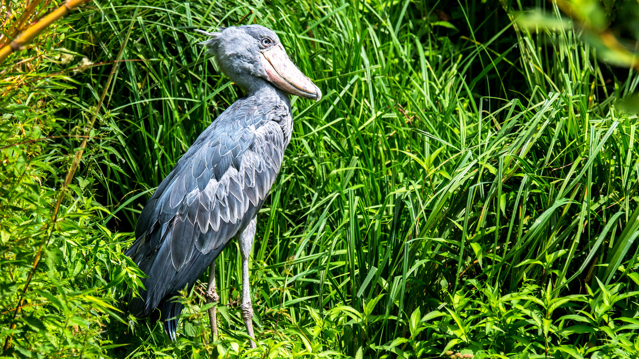 A shoebill standing in marshland.
