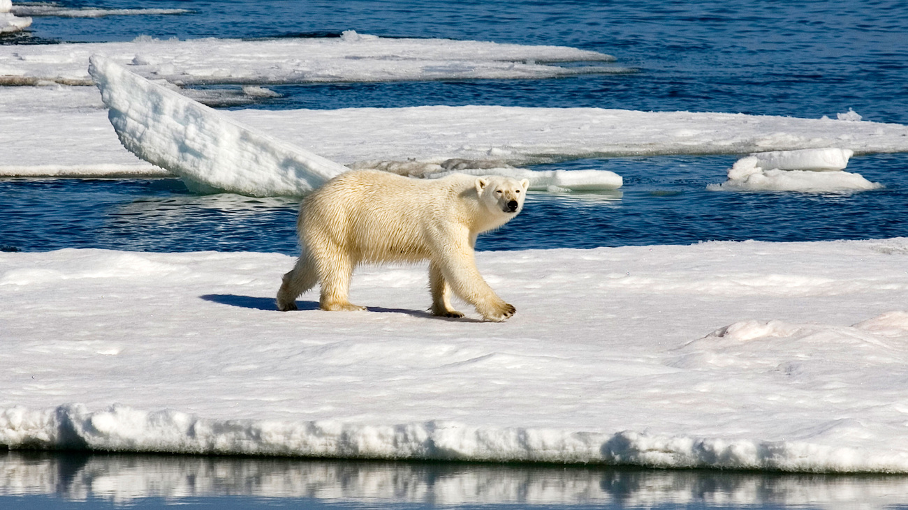 Polar bear on Spitsbergen island, Svalbard archipelago, Norway.