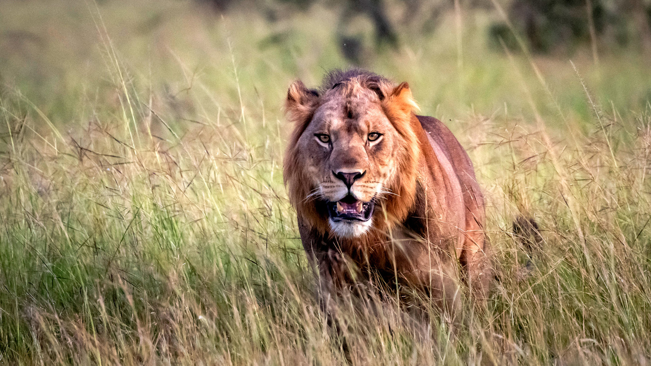 A lion in Queen Elizabeth National Park, Uganda.