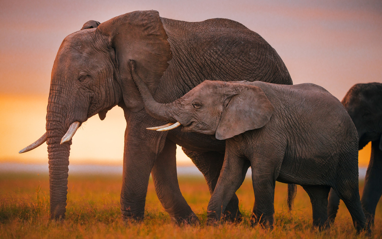 A mother elephant with her calf in Amboseli National Park, Kenya.