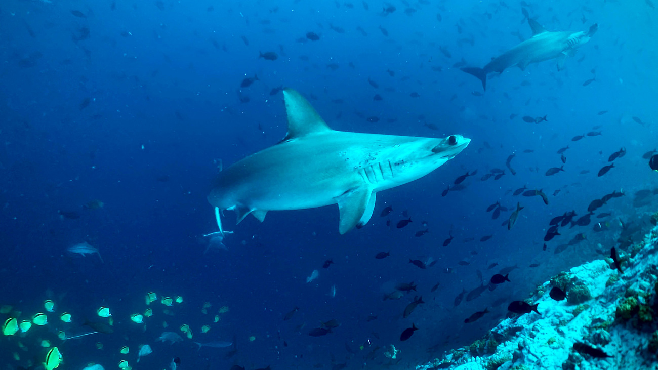 Scalloped hammerhead shark swimming underwater in Malpelo, Pacific Colombian.